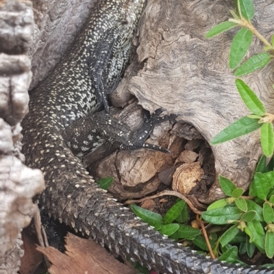 Egernia cunninghami (Cunningham's Skink) at Black Flat at Corrowong - 5 Dec 2020 by BlackFlat