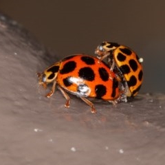 Harmonia conformis (Common Spotted Ladybird) at Acton, ACT - 4 Dec 2020 by rawshorty