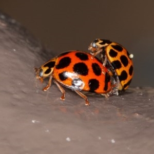 Harmonia conformis at Acton, ACT - 4 Dec 2020