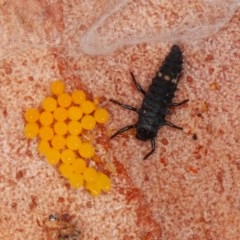 Harmonia conformis at Acton, ACT - 4 Dec 2020