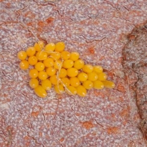 Harmonia conformis at Acton, ACT - 4 Dec 2020