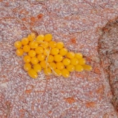 Harmonia conformis at Acton, ACT - 4 Dec 2020