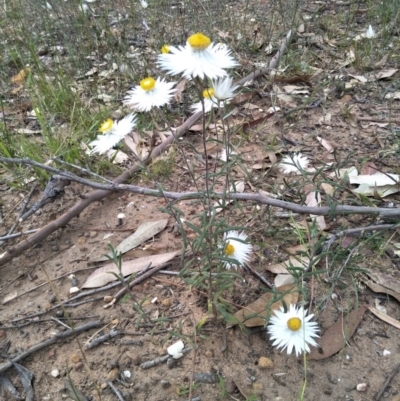 Helichrysum leucopsideum (Satin Everlasting) at Wingecarribee Local Government Area - 5 Dec 2020 by @Joadja