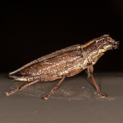 Temnosternus planiusculus (Longhorn beetle) at ANBG - 3 Dec 2020 by rawshorty
