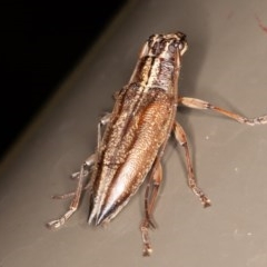 Temnosternus planiusculus at Acton, ACT - 4 Dec 2020