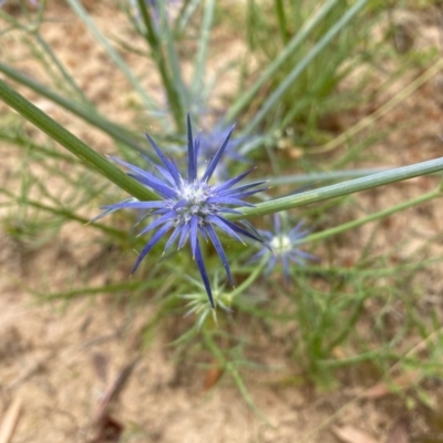 Eryngium ovinum (Blue Devil) at Oakey Hill - 5 Dec 2020 by Shazw