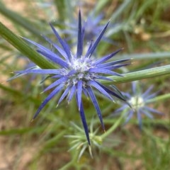 Eryngium ovinum at Lyons, ACT - 5 Dec 2020