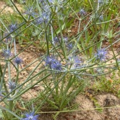 Eryngium ovinum at Lyons, ACT - 5 Dec 2020