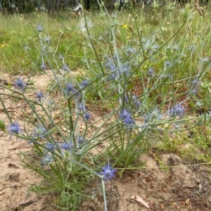 Eryngium ovinum at Lyons, ACT - 5 Dec 2020