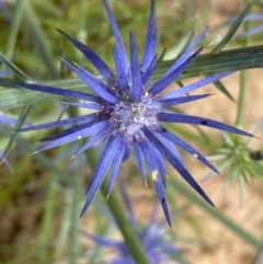 Eryngium ovinum at Lyons, ACT - 5 Dec 2020