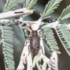 Ancita sp. (genus) (Longicorn or longhorn beetle) at Aranda Bushland - 4 Dec 2020 by Roger