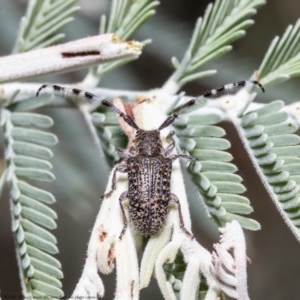 Ancita sp. (genus) at Holt, ACT - 4 Dec 2020