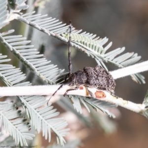 Ancita sp. (genus) at Holt, ACT - 4 Dec 2020