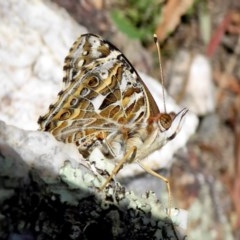 Vanessa kershawi (Australian Painted Lady) at Yass River, NSW - 1 Dec 2020 by SenexRugosus