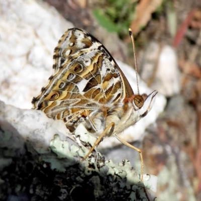 Vanessa kershawi (Australian Painted Lady) at Yass River, NSW - 2 Dec 2020 by SenexRugosus