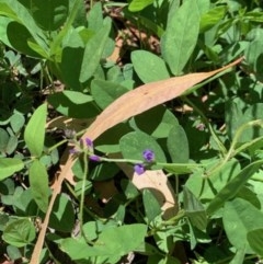 Glycine tabacina (Variable Glycine) at Bill Kennedy Memorial Park - 5 Dec 2020 by AliceH