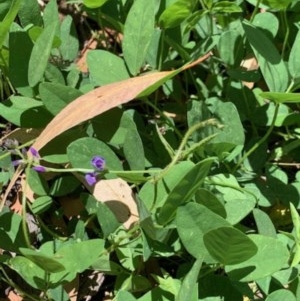 Glycine tabacina at Holder, ACT - 5 Dec 2020 12:41 PM