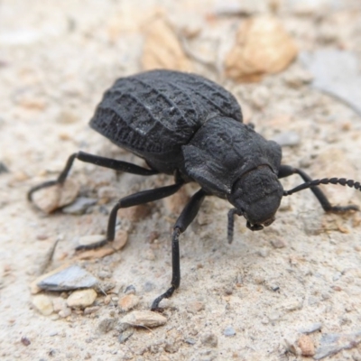 Nyctozoilus reticulatus (Darkling beetle) at Yass River, NSW - 2 Dec 2020 by SenexRugosus