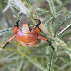 Anoplognathus montanus (Montane Christmas beetle) at Hughes, ACT - 4 Dec 2020 by KL