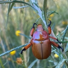 Anoplognathus montanus at Hughes, ACT - 5 Dec 2020 09:17 AM