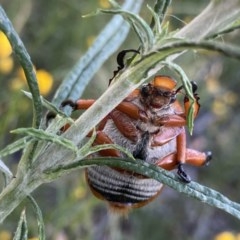 Anoplognathus montanus at Hughes, ACT - 5 Dec 2020