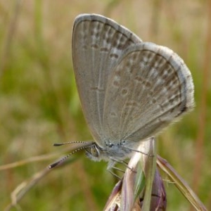 Zizina otis at Yass River, NSW - 2 Dec 2020 05:21 PM