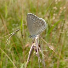 Zizina otis at Yass River, NSW - 2 Dec 2020 05:21 PM