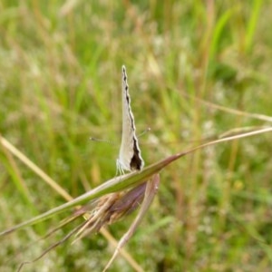 Zizina otis at Yass River, NSW - 2 Dec 2020 05:21 PM