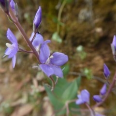 Veronica perfoliata (Digger's Speedwell) at Yass River, NSW - 2 Dec 2020 by SenexRugosus