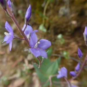 Veronica perfoliata at Yass River, NSW - 2 Dec 2020