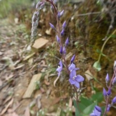 Veronica perfoliata at Yass River, NSW - 2 Dec 2020 04:42 PM