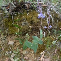 Veronica perfoliata at Yass River, NSW - 2 Dec 2020