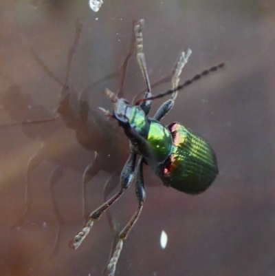Lepturidea viridis (Green comb-clawed beetle) at Yass River, NSW - 3 Dec 2020 by SenexRugosus