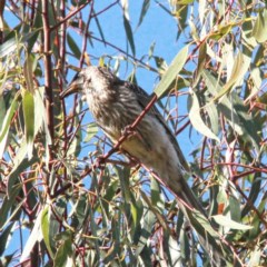 Anthochaera carunculata (Red Wattlebird) at Throsby, ACT - 5 Dec 2020 by davobj