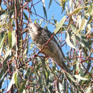 Anthochaera carunculata at Throsby, ACT - 5 Dec 2020