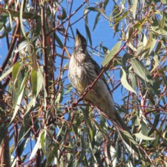 Anthochaera carunculata at Throsby, ACT - 5 Dec 2020