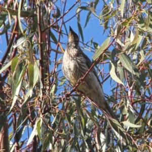 Anthochaera carunculata at Throsby, ACT - 5 Dec 2020 08:39 AM