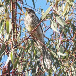 Anthochaera carunculata at Throsby, ACT - 5 Dec 2020 08:39 AM