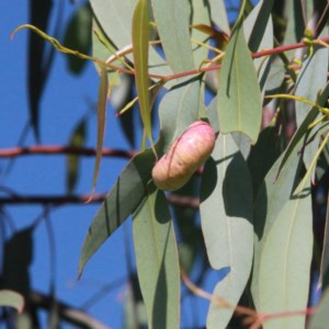 Fergusonina sp. (genus) at Throsby, ACT - 5 Dec 2020