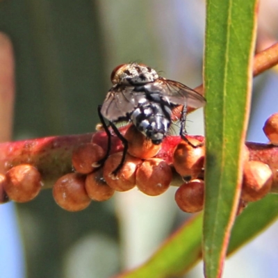 Sarcophagidae (family) (Unidentified flesh fly) at Throsby, ACT - 5 Dec 2020 by davobj