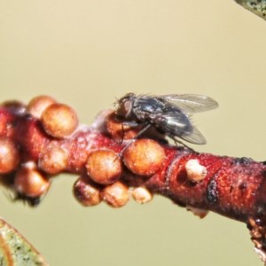 Sarcophagidae (family) at Throsby, ACT - 5 Dec 2020