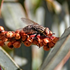 Sarcophagidae (family) at Throsby, ACT - 5 Dec 2020