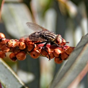 Sarcophagidae (family) at Throsby, ACT - 5 Dec 2020 08:42 AM