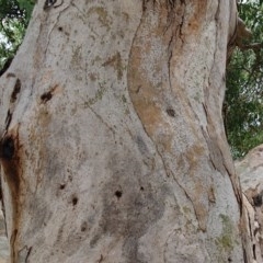 Eucalyptus blakelyi (Blakely's Red Gum) at Oakey Hill - 5 Dec 2020 by ChrisHolder