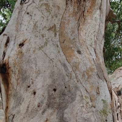 Eucalyptus blakelyi (Blakely's Red Gum) at Oakey Hill - 5 Dec 2020 by ChrisHolder