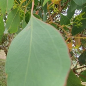 Eucalyptus polyanthemos at Oakey Hill - 5 Dec 2020