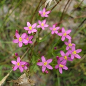 Centaurium sp. at Tuggeranong DC, ACT - 5 Dec 2020