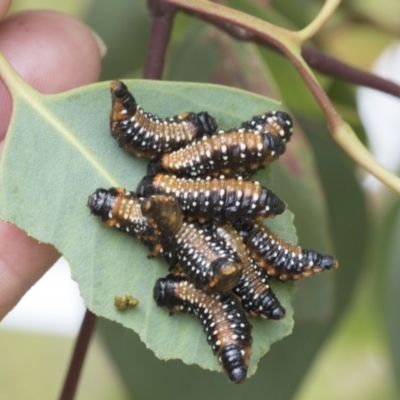 Paropsis variolosa (Variolosa leaf beetle) at Symonston, ACT - 30 Nov 2020 by AlisonMilton