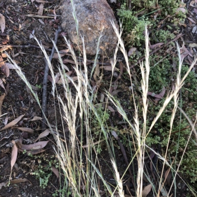 Rytidosperma sp. (Wallaby Grass) at Red Hill to Yarralumla Creek - 4 Dec 2020 by ruthkerruish