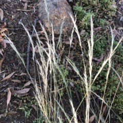 Rytidosperma sp. (Wallaby Grass) at Hughes Garran Woodland - 4 Dec 2020 by ruthkerruish